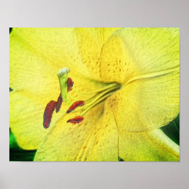 Gult Lily Pencil Flower Art Poster (Framsidan)