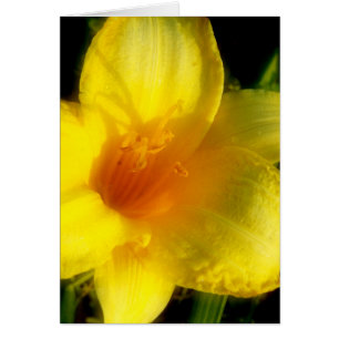 Gult Lily Photograph Hälsningskort