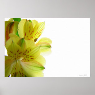 Gult Lily Poster utskrift
