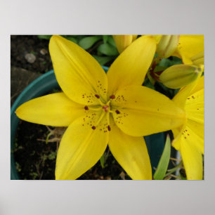 Gult Lily Print Poster