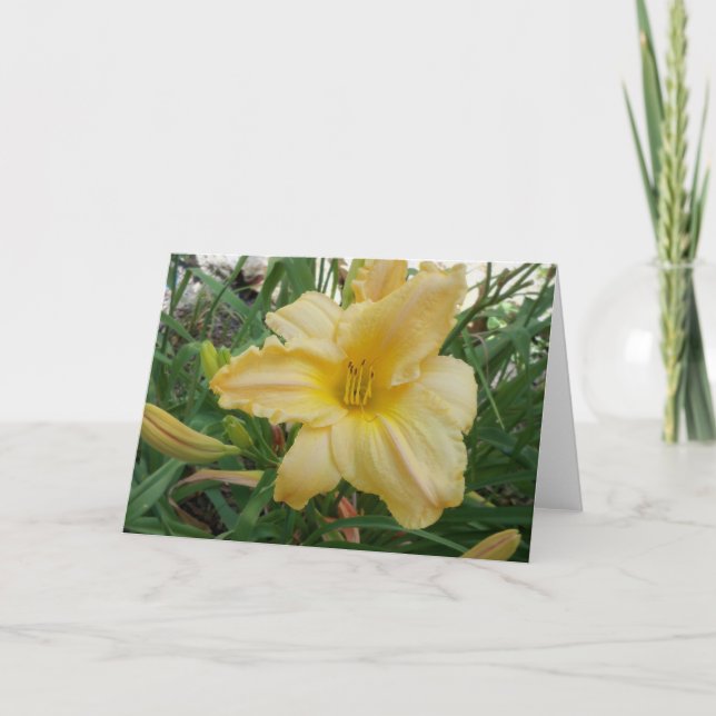 Gult Lily Stella d'oro Greeting Card Kort (Framsida)