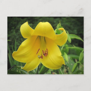 Gult Lily-vykort Vykort