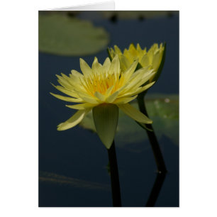 Gult Lotus Waterlilies Card Hälsningskort