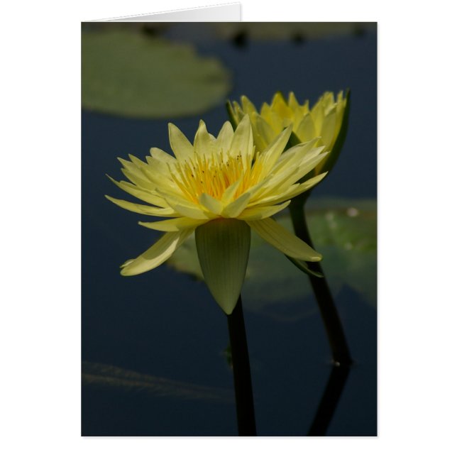 Gult Lotus Waterlilies Card Hälsningskort (Framsidan)