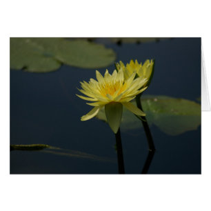 Gult Lotus Waterlilies Card Hälsningskort