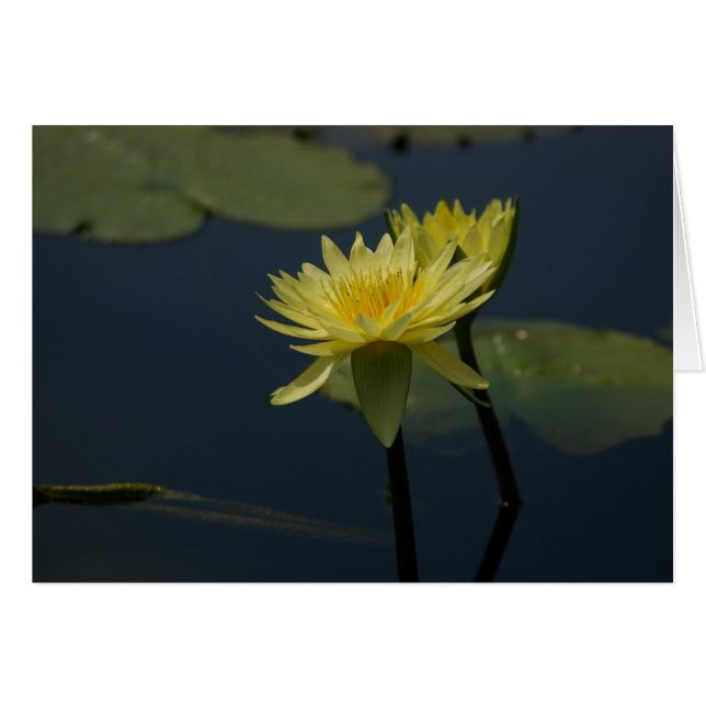 Gult Lotus Waterlilies Card Hälsningskort (Framsidan Horizontal)