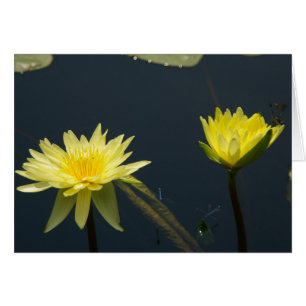 Gult Lotus Waterlilies Card Hälsningskort