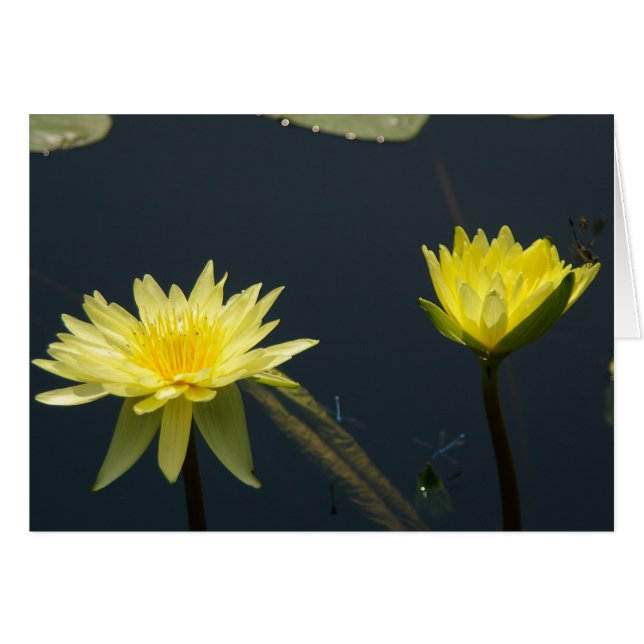 Gult Lotus Waterlilies Card Hälsningskort (Framsidan Horizontal)