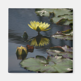 Gult Lotus Waterlilies magnet