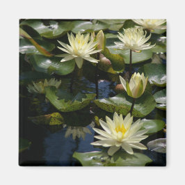 Gult Lotus Waterlilies Magnet