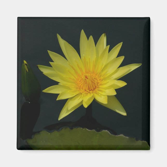 Gult Lotus Waterlilies magnet (Framsidan)