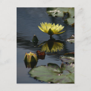 Gult Lotus Waterlilies vycard Vykort