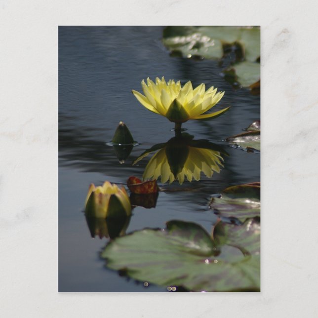 Gult Lotus Waterlilies vycard Vykort (Framsida)