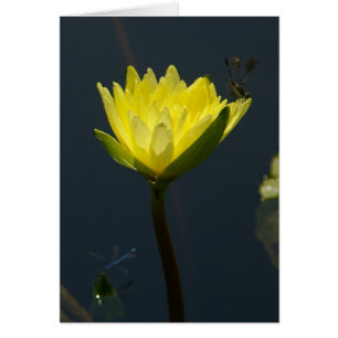 Gult Lotus Waterlily Card Hälsningskort