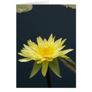 Gult Lotus Waterlily Card Hälsningskort