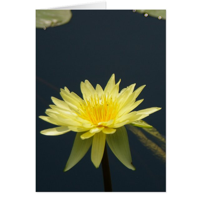 Gult Lotus Waterlily Card Hälsningskort (Framsidan)