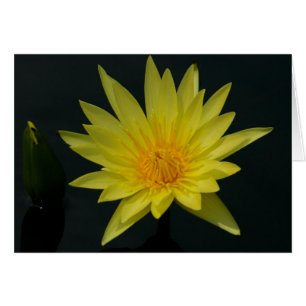 Gult Lotus Waterlily Card Hälsningskort