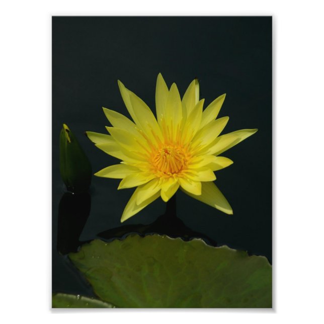 Gult Lotus Waterlily Fototryck (Framsidan)
