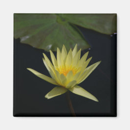 Gult Lotus Waterlily magnet