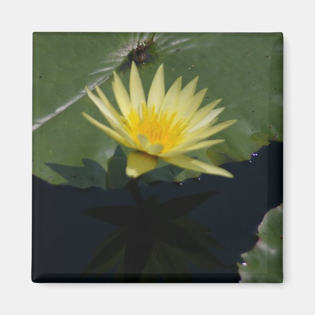 Gult Lotus Waterlily magnet (Framsidan)