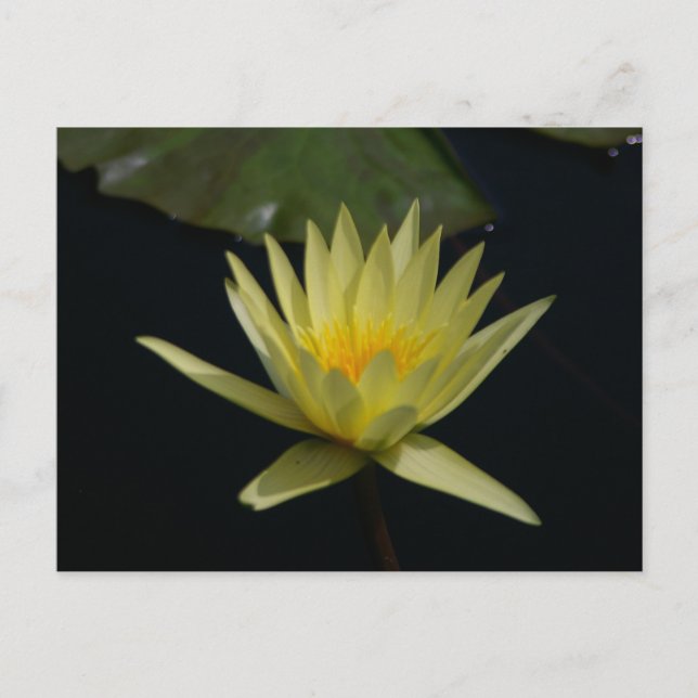 Gult Lotus Waterlily Postcard Vykort (Framsida)