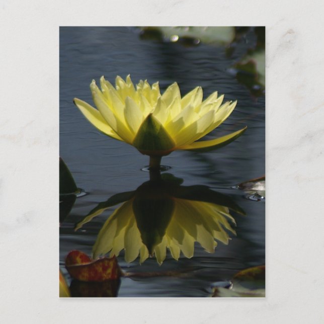 Gult Lotus Waterlily Postcard Vykort (Framsida)