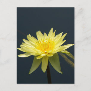Gult Lotus Waterlily Postcard Vykort