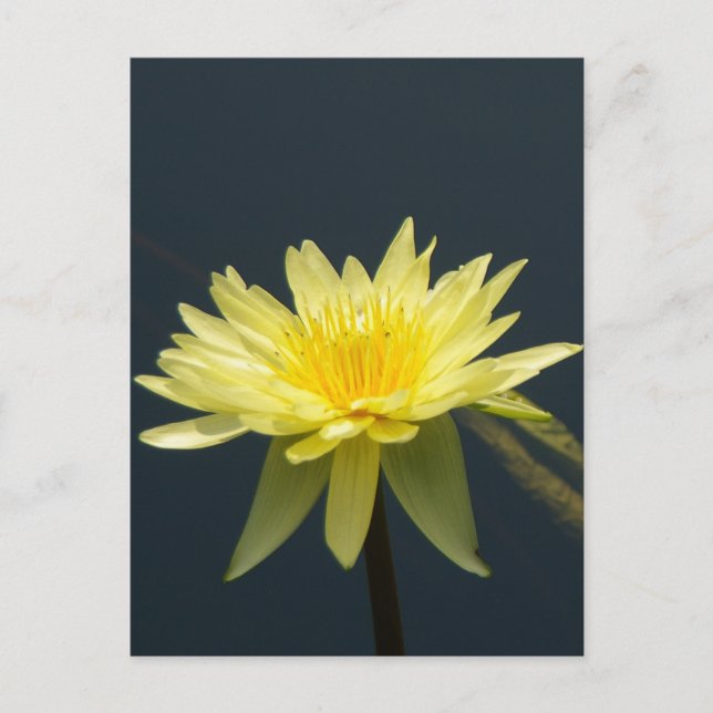 Gult Lotus Waterlily Postcard Vykort (Framsida)