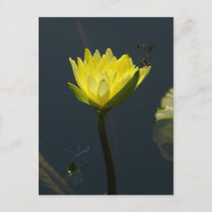 Gult Lotus Waterlily Postcard Vykort