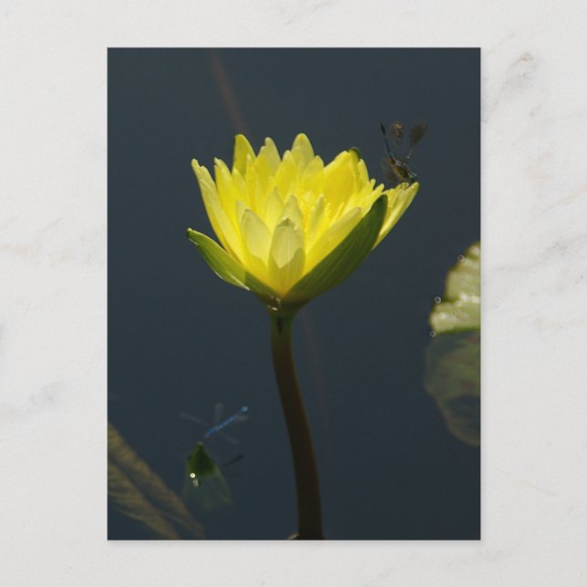 Gult Lotus Waterlily Postcard Vykort (Framsida)