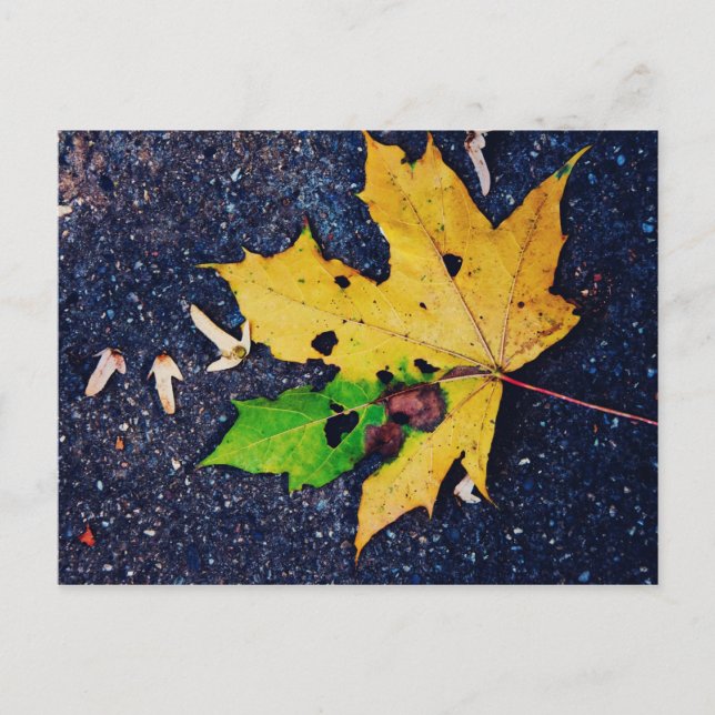 Gult löv vykort (Framsida)