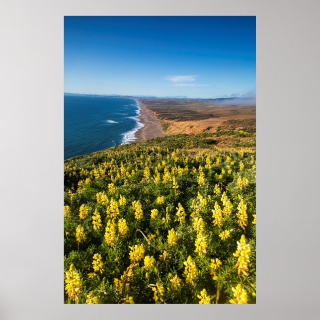 Gult Lupine ovan Point Reyes Beach at Point Poster (Framsidan)