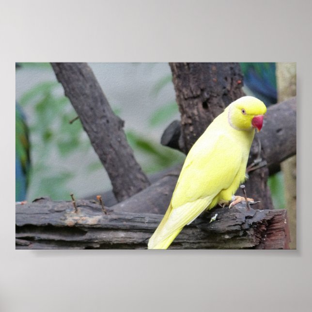 Gult Lutino Ring Necked Parakeet i träd Poster (Framsidan)