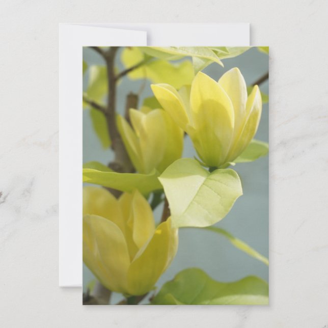 Gult Magnolia Träd Greeting Card (Framsida)