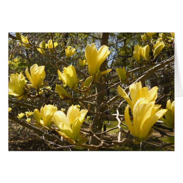 Gult Magnolia Träd Hälsningskort (Framsidan Horizontal)