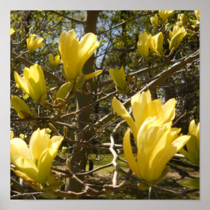Gult Magnoliaträd Poster
