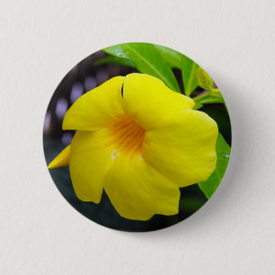 Gult Mandevilla Knapp