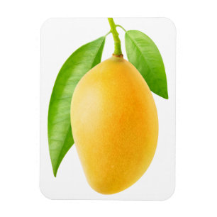 Gult mango magnet