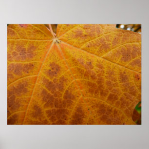 Gult Maple Löv - Abstrakt för höst Poster