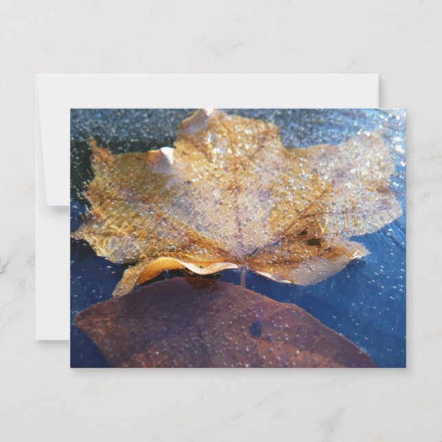 Gult Maple-Löv hösttyp, fryst (Framsida)