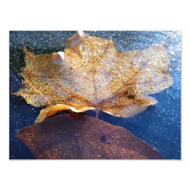 Gult Maple-Löv hösttyp, fryst Fototryck (Framsidan)