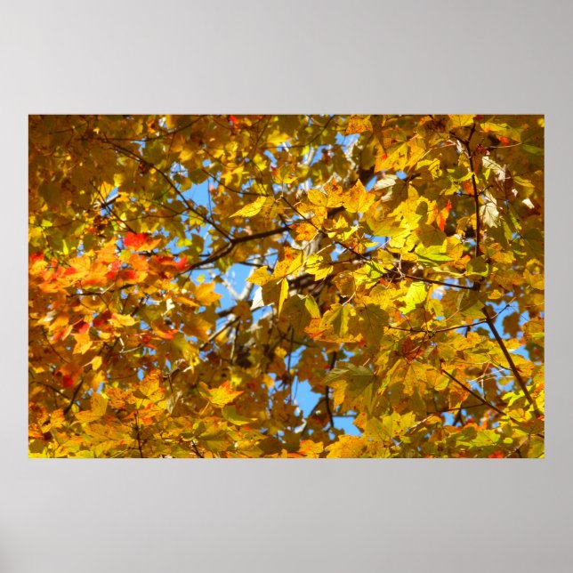 Gult Maple Löv och Blå himmel Poster (Framsidan)