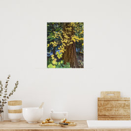 Gult Maple Löv och Douglas Fir Photo Poster
