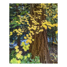 Gult Maple Löv och Douglas Fir Photo