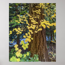 Gult Maple Löv och Douglas Fir Photo Poster