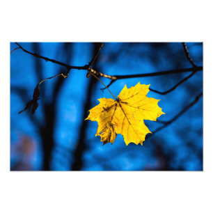 Gult Maple Löv på Blue Fototryck