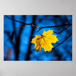 Gult Maple Löv på Blue Poster