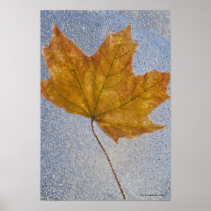 Gult Maple Löv under Vatten Poster