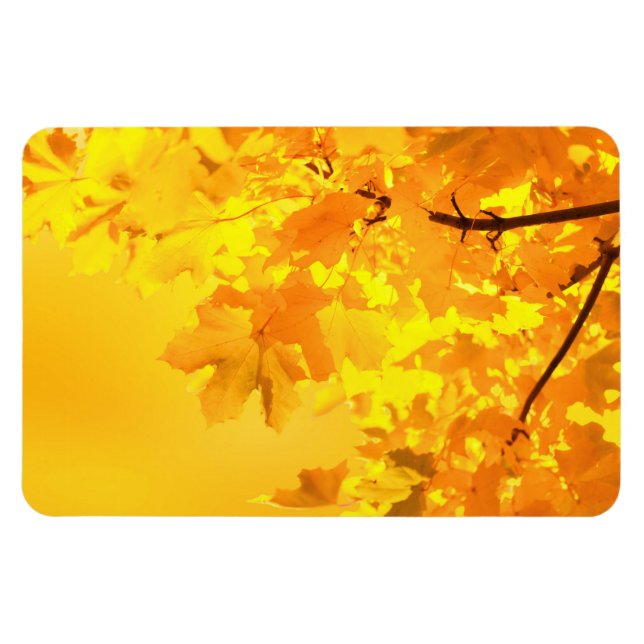 Gult Maple Magnet (Horisontell)