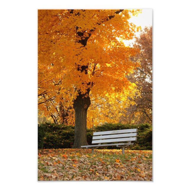 Gult Maple Träd - höstfoto Skriv ut Fototryck (Framsidan)
